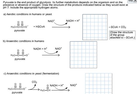 Solved: Map Dt Pyruvate Is The End Product Of Glycolysis. ... | Chegg.com