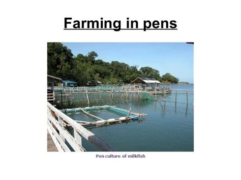 Brackish water aquaculture 007