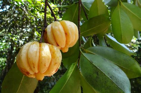 Amazing Garcinia Cambogia benefits - Alternative Medicine Magazine