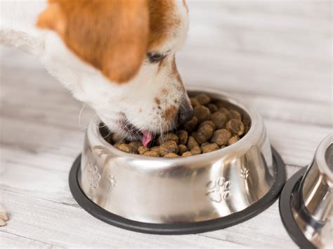 What’s in your dog's food? - Earth.com