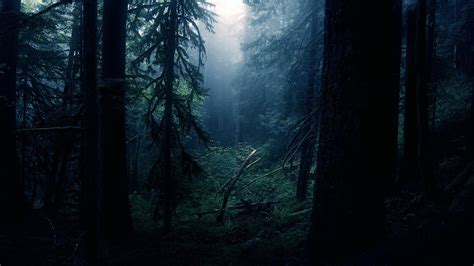 Dark Scary Forest Wallpaper (64+ images)