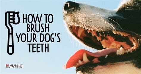 How To Brush Your Dog’s Teeth | Sit Means Sit Dog Training - Aliante ...