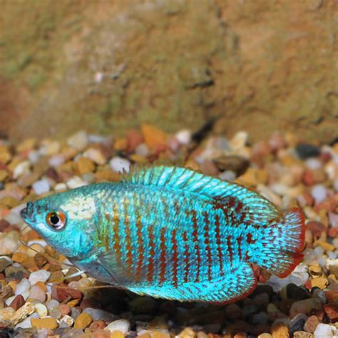 Neon Blue Dwarf Gourami: Tropical Fish for Freshwater Aquariums