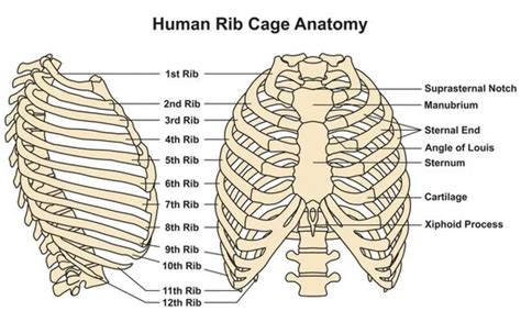 Why Do My Ribs Hurt When I Sit Too Long? Probable Causes and Treatments!