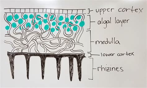 Biology 440: General Mycology — Stephanie M Smith