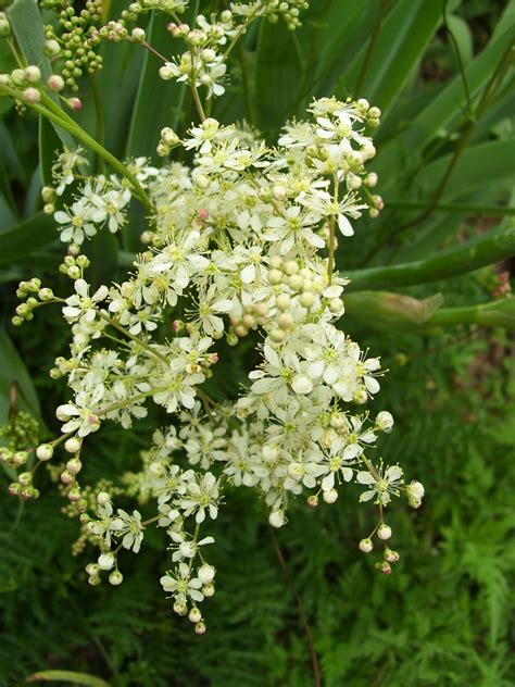 Meadowsweet (Dropwort)