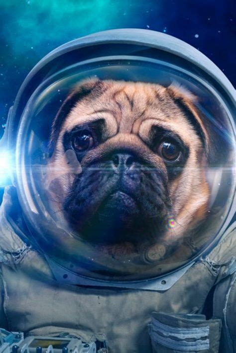 Space dog in space suit #pug | Pugs, Cute funny animals, Dogs