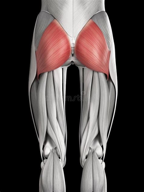 The Gluteus Maximus Stock Illustration - Image: 45576323