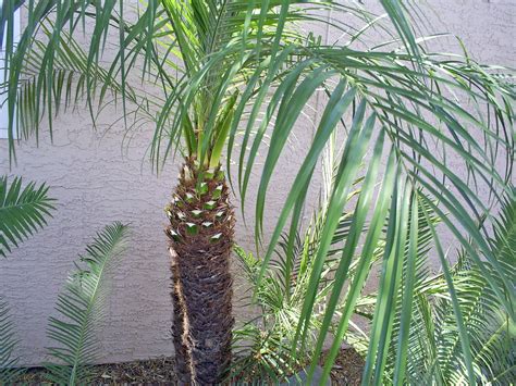 Brad's Tropical Paradise: When and how much to trim a pygmy date palm