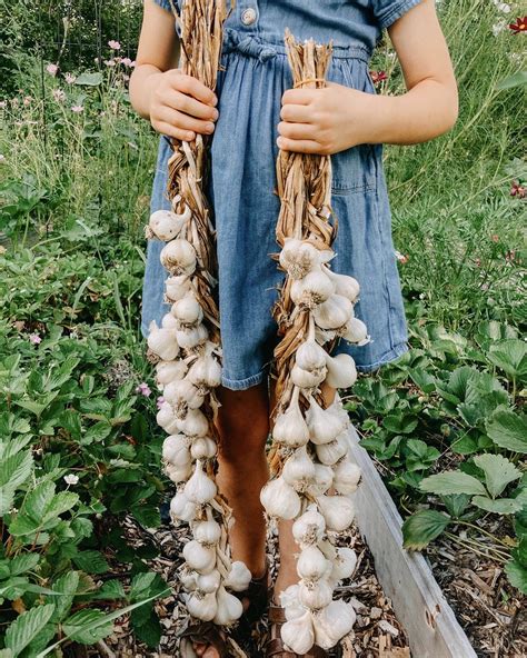 It's garlic harvesting time, my... - Stark Bro's Nurseries