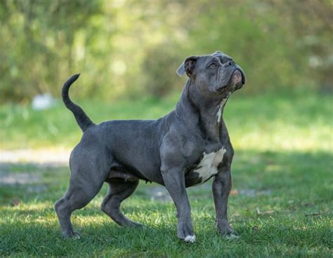 Olde English Bulldogge: Aussehen, Wesen, Haltung | Rasseporträt