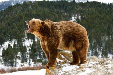 Epic Battles: The Largest Venomous Snake Ever vs. a Grizzly Bear - A-Z Animals