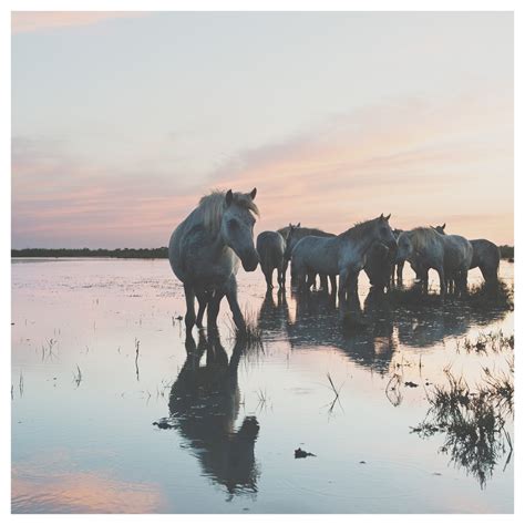 Horse Photography Wild Horses at Sunset Photograph Camargue - Etsy