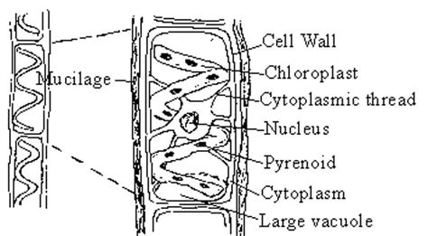 What is Spirogyra? (Characteristics, Classification, and Structure) – Microscope Clarity