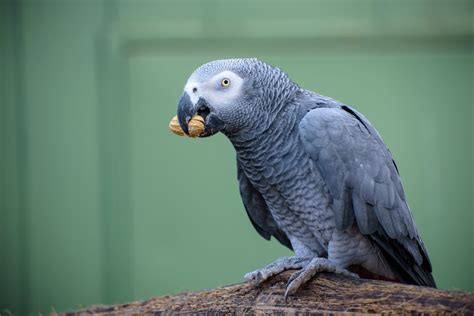 Hermosa Yaco Mascota (Loro Gris Africano) Roma | Pajarería Amazonas