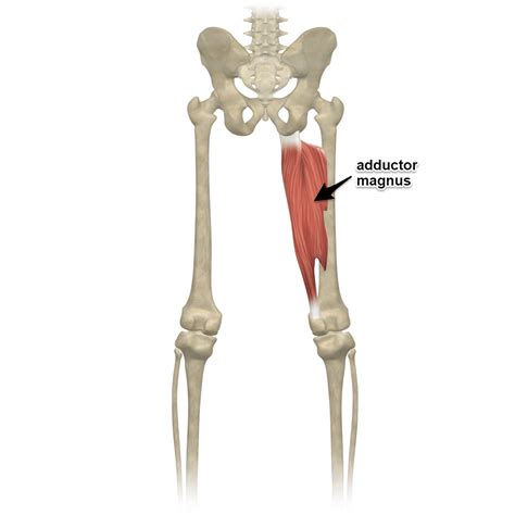 The adductor magnus muscle