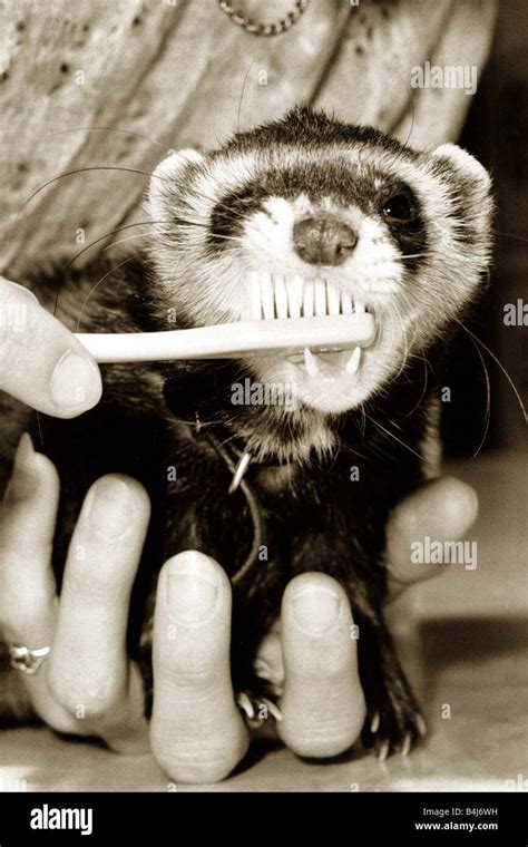 Man brushing the teeth of a ferret circa 1983 Stock Photo - Alamy