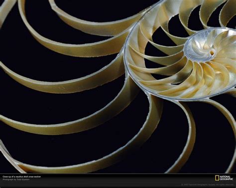 Nautilus Wallpapers - Wallpaper Cave