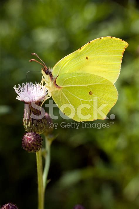 Brimstone Butterfly On A Flower Stock Photo | Royalty-Free | FreeImages