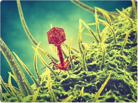 What are Bacteriophages?