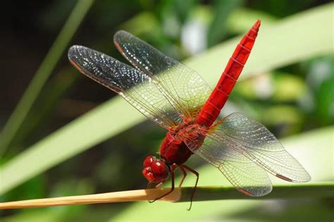 7 Spiritual Meanings When a Dragonfly Lands on You