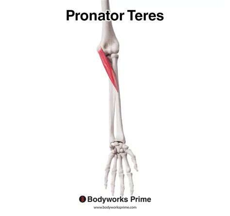 Pronator Teres Muscle Anatomy - Bodyworks Prime