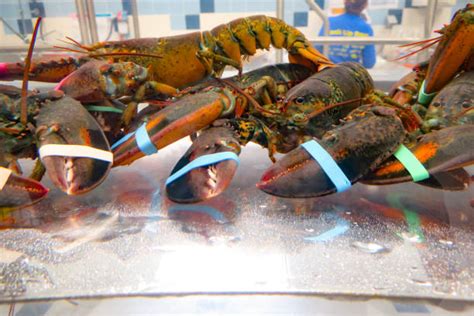 Best Lobster Tank Stock Photos, Pictures & Royalty-Free Images - iStock