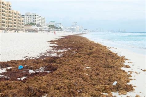 Cancun Forecasts Worst Seaweed Sargassum Season In The Last 5 Years ...