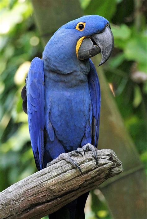 5-five-5: Blue Macaw (Hyacinth Macaw)