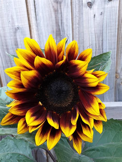 My beautiful sunflower in Melbourne #gardening #garden #DIY #home # ...