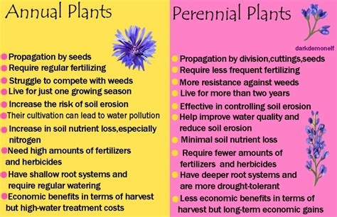 Annual vs. Perennial vs. Biennial Plants: What Are The Differences?