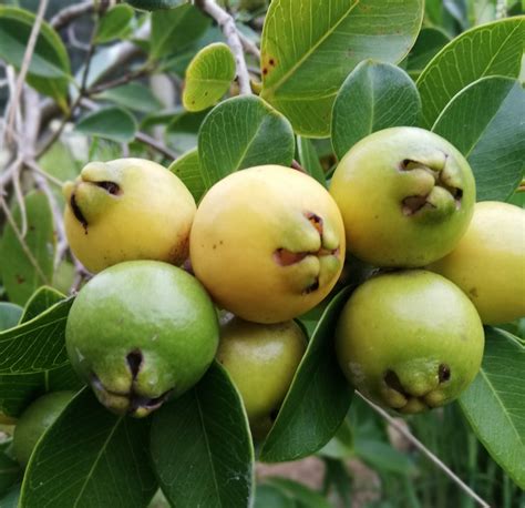 Guava Fruit Tree | ubicaciondepersonas.cdmx.gob.mx