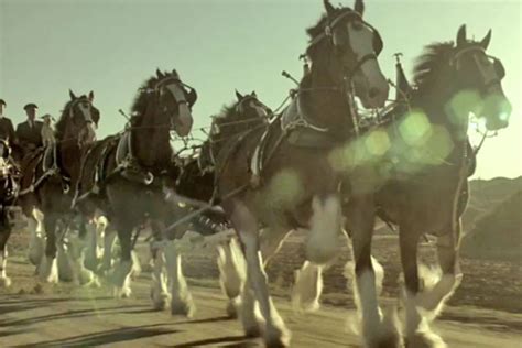 Budweiser Brings Back the Iconic Clydesdales for Its Super Bowl 2012 ...