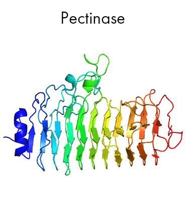 pectinase: benefits, origin, sources, properties - Therascience