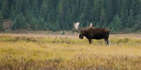 Kananaskis Wildlife Drive | Wildlife, Magnificent beasts, Horse boarding