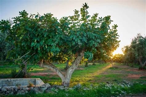 7 Ways to Prune Fig Trees in Victoria, BC