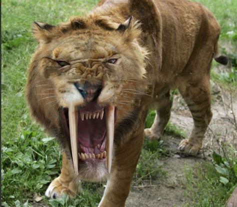 Get to Know the Barbary Lion, The Largest Lion Subspecies and 12 Other Extinct Big Cats in the ...