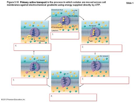 primary active transport Diagram | Quizlet