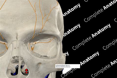 Infratrochlear Nerve | Complete Anatomy