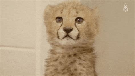 cheetah | GIF | PrimoGIF