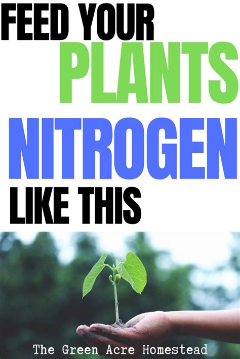 Natural Sources of Nitrogen for Plants | Nitrogen for plants, Plants, Gardening for beginners