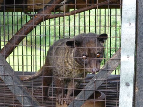 Kopi Luwak off the Shelves as 'Civet Farming' Conditions Revealed [Photos] :: ANNAMITICUS