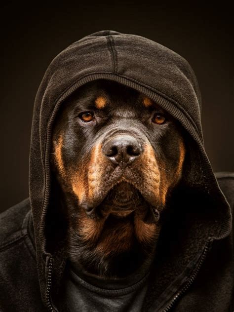 Download Rottweiler Dog In A Hoodie Wallpaper | Wallpapers.com