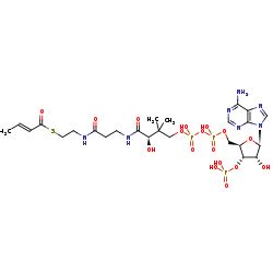 Information on EC 1.3.8.6 - glutaryl-CoA dehydrogenase (ETF) - BRENDA ...