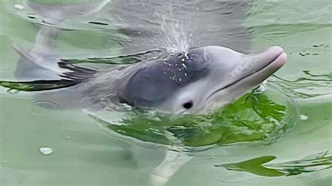 Barnacles Cafe & Dolphin Feeding reveal Tin Can Bay baby dolphin death | The Courier Mail