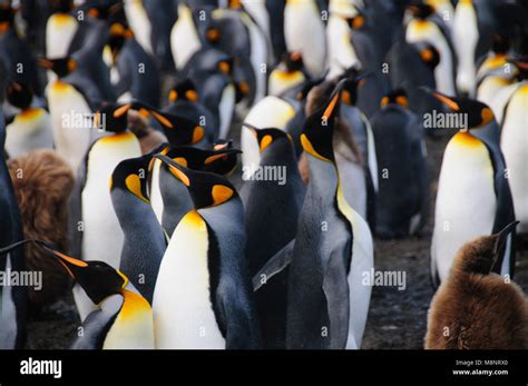 King Penguins on Gold Harbour Stock Photo - Alamy