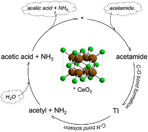 Schematic illustrating the overall reaction pathway for acetamide ...