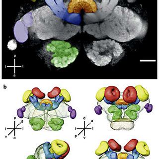 Ant brain structure. Confocal image (a) and 3-D reconstructions (b) of ...