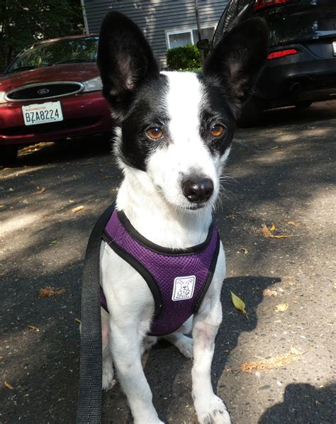 Dog for Adoption - Fetch a Corgi-Rat Terrier mix male, a Rat Terrier in Big Lake, WA | Alpha Paw