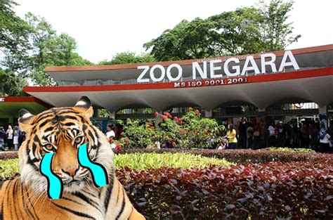 Zoo Negara Reportedly Does Not Have Money For Upgrading Works | Kaw | Rojak Daily